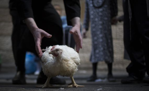 המאבק על התרנגול – מיומנו של צמחוני מומר