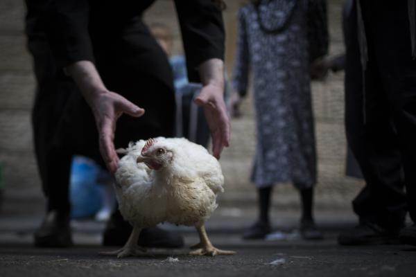 המאבק על התרנגול – מיומנו של צמחוני מומר