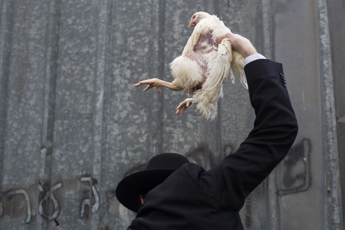 הרבנים הראשיים: לקיים כפרות בלי צער בעלי חיים