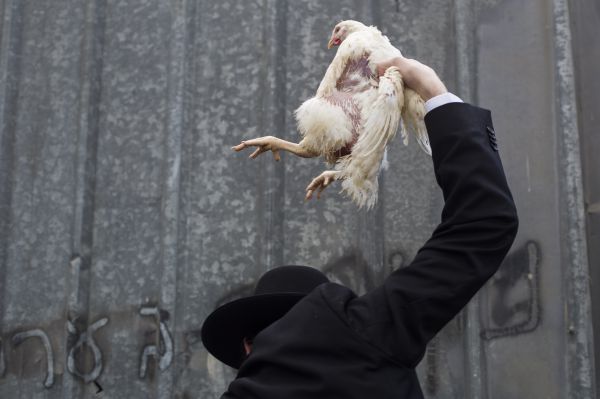 הרבנים הראשיים: לקיים כפרות בלי צער בעלי חיים