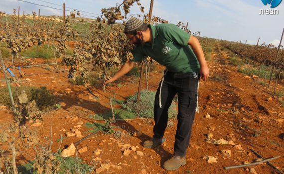 טרור חקלאי: כאלף גפנים הושחתו ונכרתו בגוש שילה