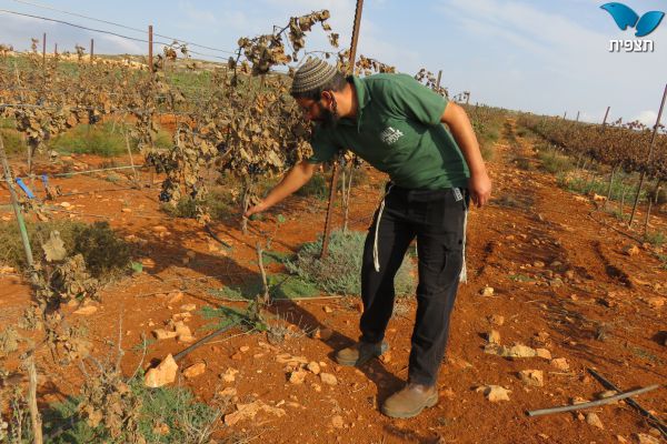 טרור חקלאי: כאלף גפנים הושחתו ונכרתו בגוש שילה