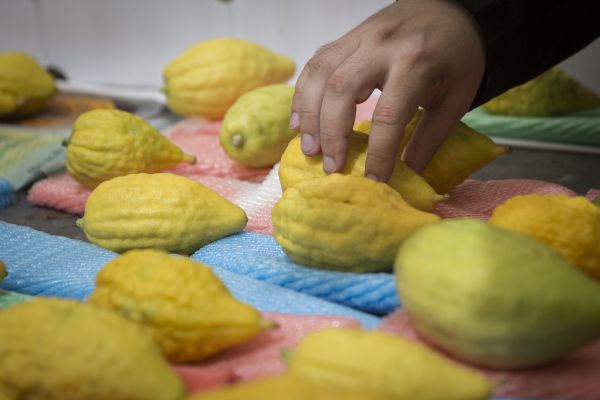 זהירות: למרות הסגולות ריבת אתרוגים – רעילה