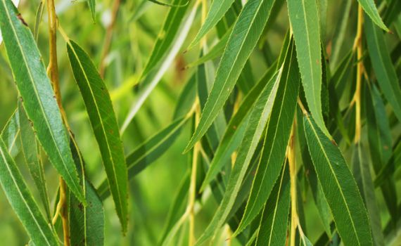 מעשה בערבה: סיפור בחרוזים להושענא רבה
