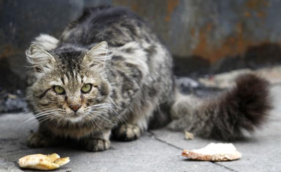 השמאל זועם: אריאל מציע טרנספר לחתולים