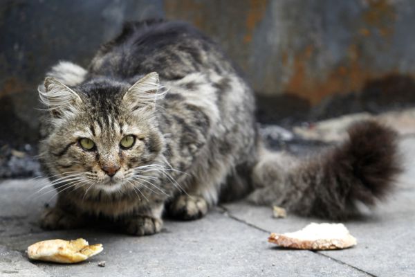 השמאל זועם: אריאל מציע טרנספר לחתולים