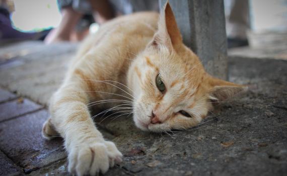 סירוס חתולים אסור לפי ההלכה