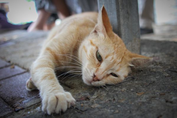 סירוס חתולים אסור לפי ההלכה