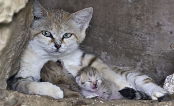 הצביעות של תומכי סירוס החתולים וחזקת הגיל הרך