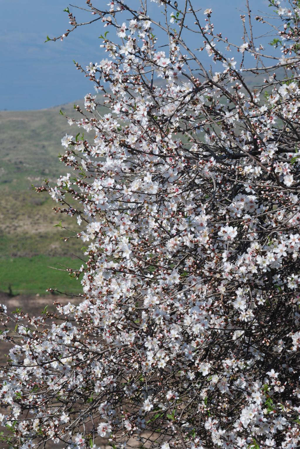 טיול חורפי: בעקבות שבעת המינים והשקדייה