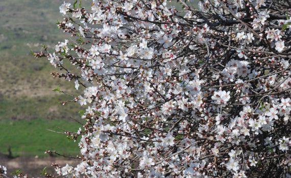 טיול חורפי: בעקבות שבעת המינים והשקדייה