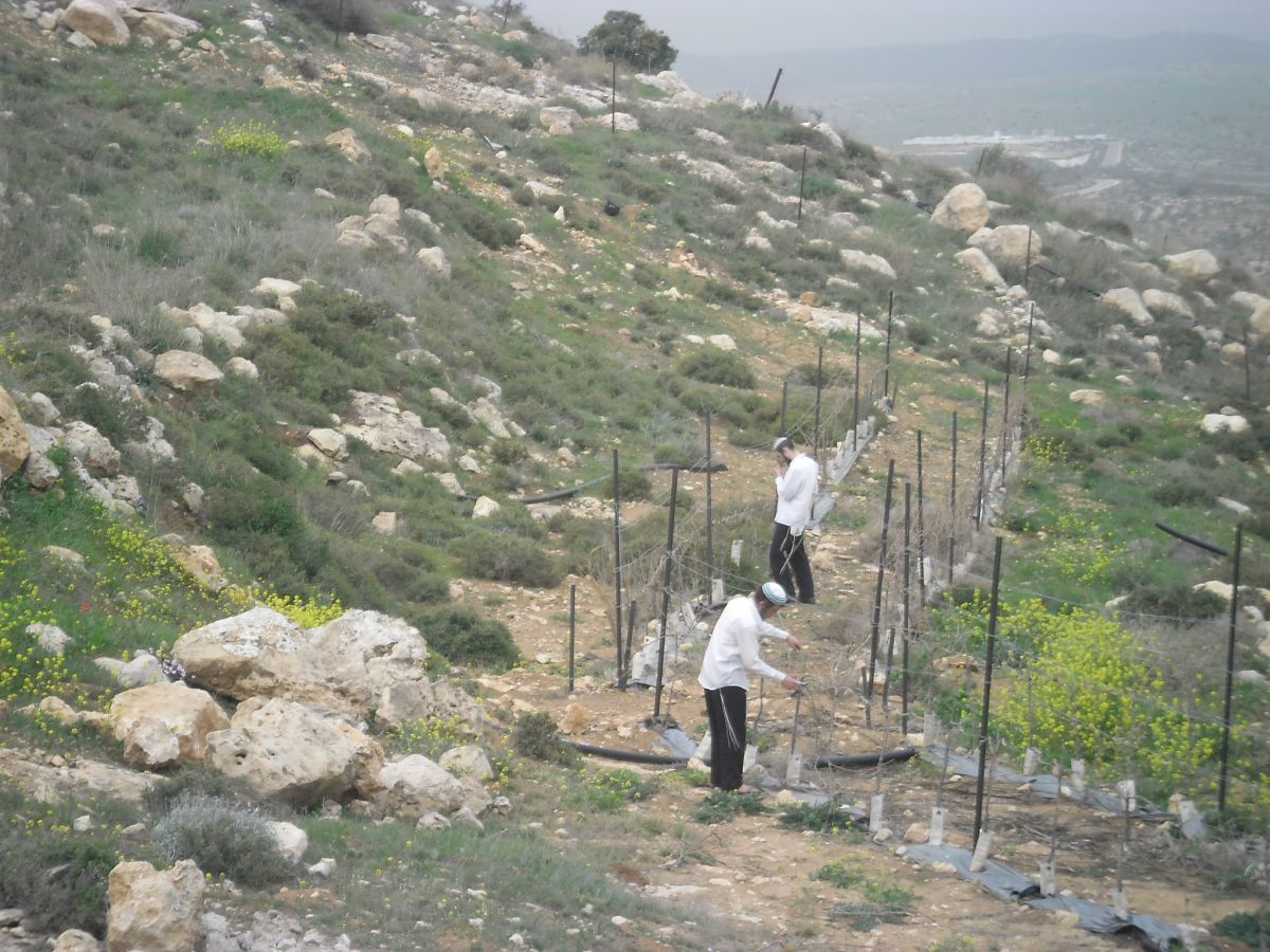 רוצים לטפל בנוער הגבעות? תקימו גבעות