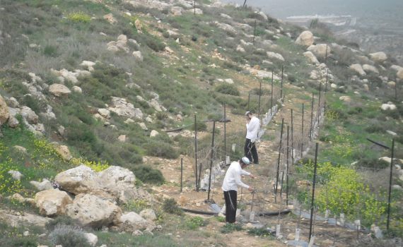 רוצים לטפל בנוער הגבעות? תקימו גבעות