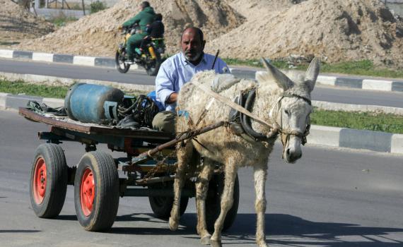 הרשות מעלימה את נטישת הפלסטינים לחו"ל