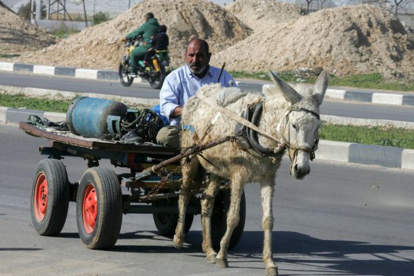 הרשות מעלימה את נטישת הפלסטינים לחו"ל