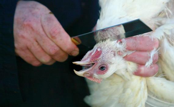 טבעונים דתיים נגד כנס 'מכון התורה והארץ'