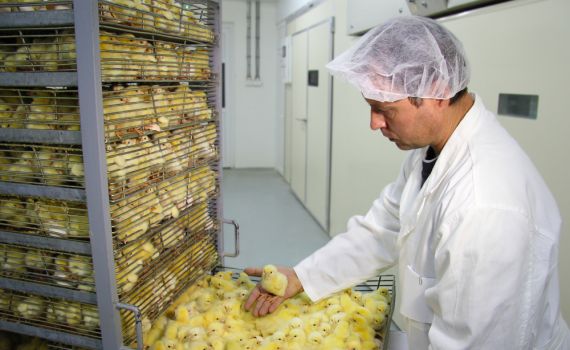 גריסת אפרוחים היא עבירה דאורייתא/ תגובה