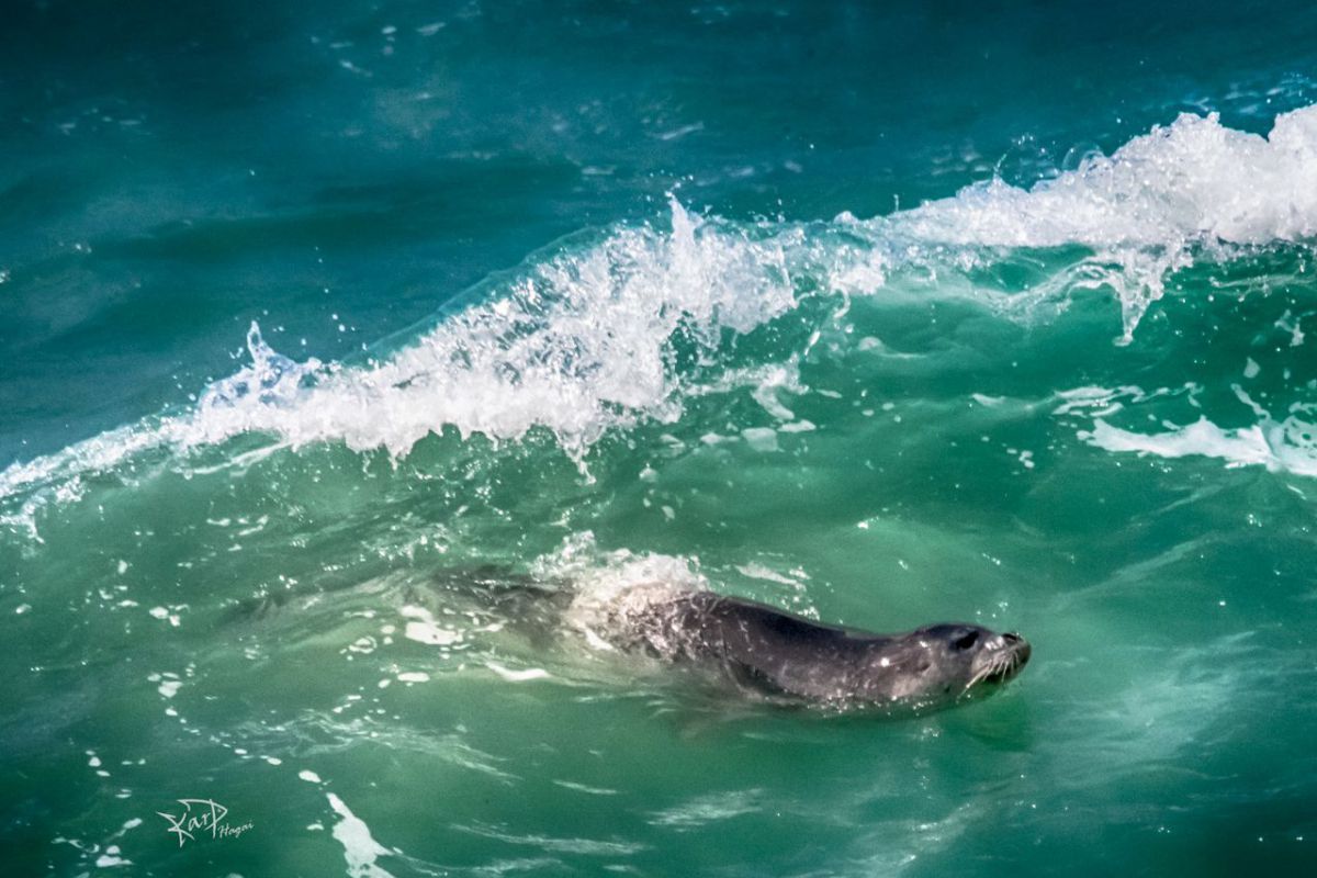 ביקור מפתיע של חיה נדירה בראש הנקרה