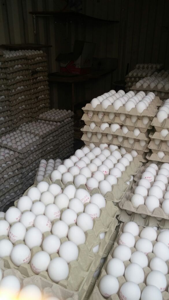 30,000 ביצים מזויפות נתפסו בדרך לחנויות בי-ם