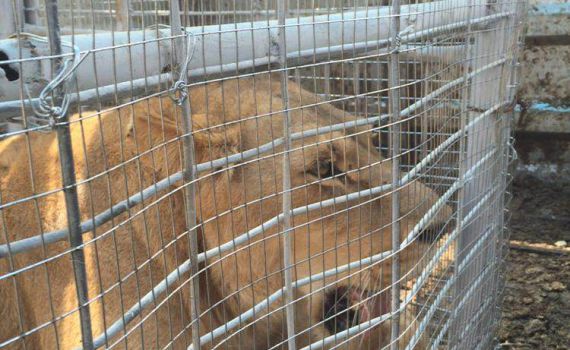 טרנספר מרצון: אריות מועברים מעזה לטול כרם