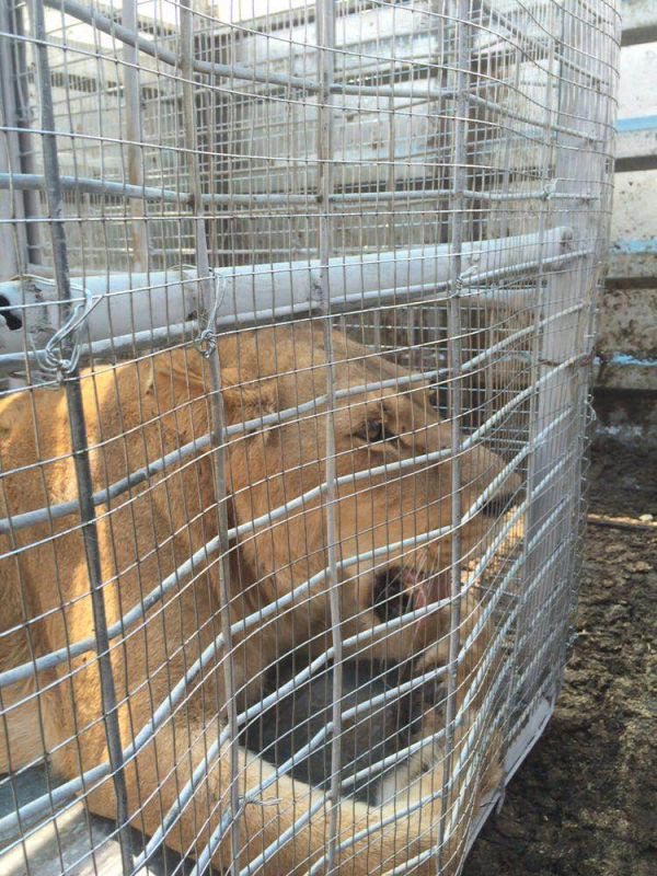 טרנספר מרצון: אריות מועברים מעזה לטול כרם