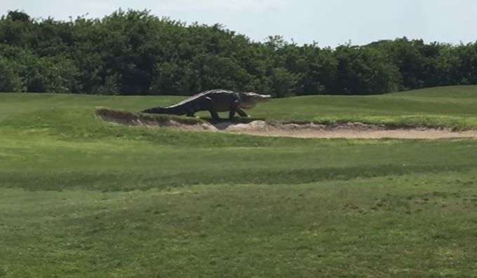 האימה: תנין ענק פרץ למגרש הגולף