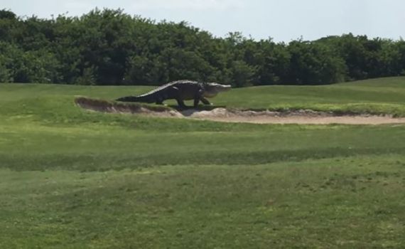 האימה: תנין ענק פרץ למגרש הגולף