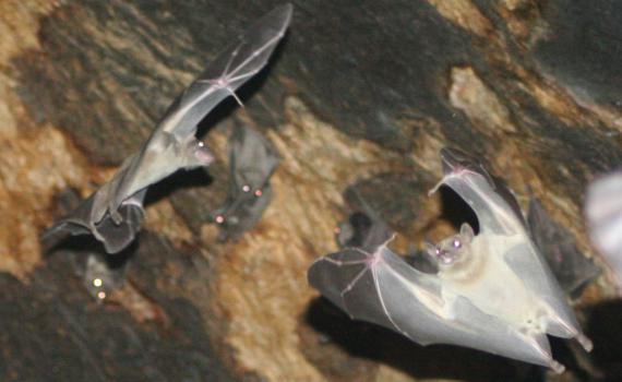 להיות כמו באטמן: ליל העטלפים הבינלאומי – חוויה לילת חד פעמית