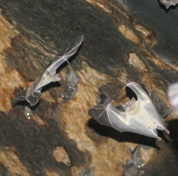 להיות כמו באטמן: ליל העטלפים הבינלאומי – חוויה לילת חד פעמית