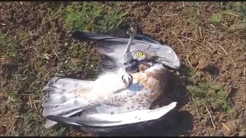 מדהים: הצייד הפך לניצוד וכמעט שילם בחייו