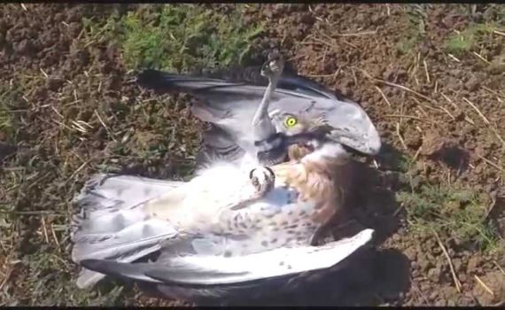 מדהים: הצייד הפך לניצוד וכמעט שילם בחייו