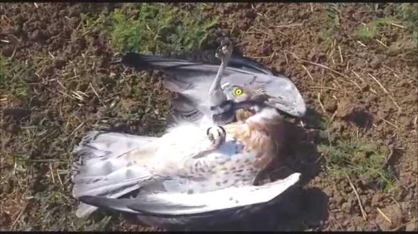 מדהים: הצייד הפך לניצוד וכמעט שילם בחייו