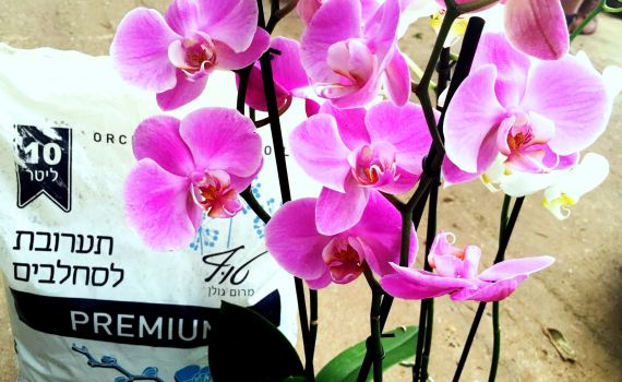 חובבי סחלבים? יש פיתוח חדש שכדאי לכם להכיר