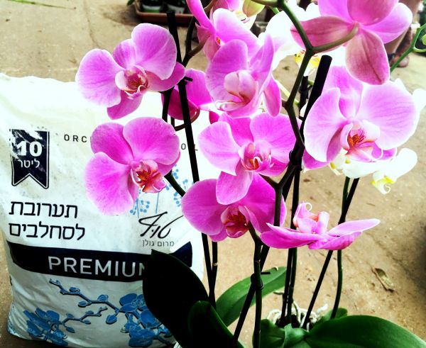 חובבי סחלבים? יש פיתוח חדש שכדאי לכם להכיר