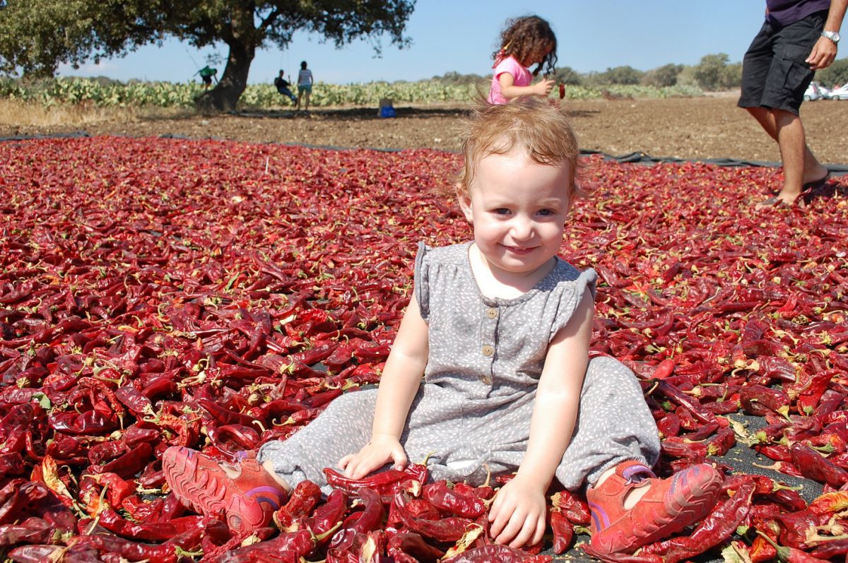 "חוות דרך התבלינים" בשדות בית לחם הגלילית מזמינה אתכם בסוכות לפסטיבל הפפריקה