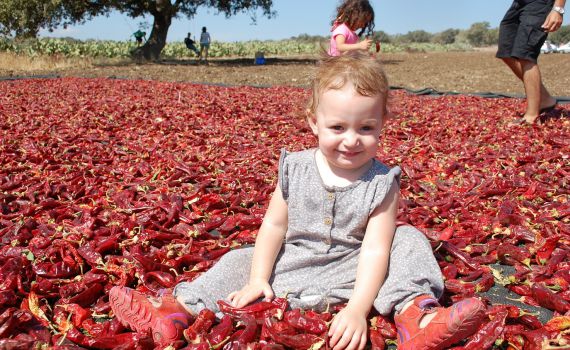 "חוות דרך התבלינים" בשדות בית לחם הגלילית מזמינה אתכם בסוכות לפסטיבל הפפריקה