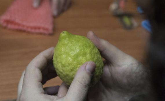 האתרוג הענק של רבי עקיבא