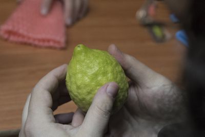 האתרוג הענק של רבי עקיבא