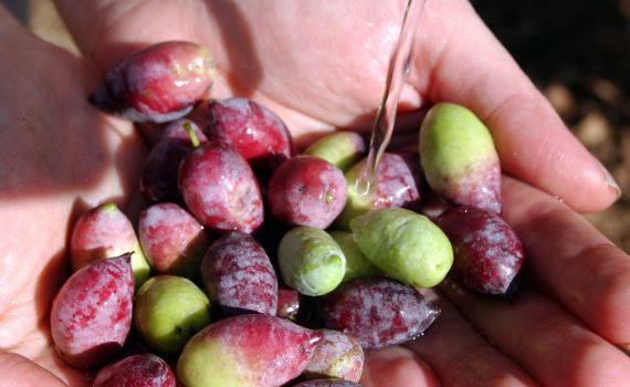 מה חשוב לדעת לפני שבוחרים שמן זית