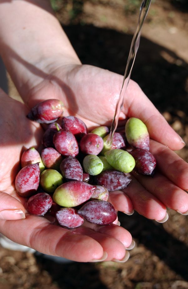 מה חשוב לדעת לפני שבוחרים שמן זית