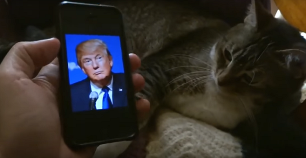 ויראלי: החיות ששונאות את דונלד טראמפ