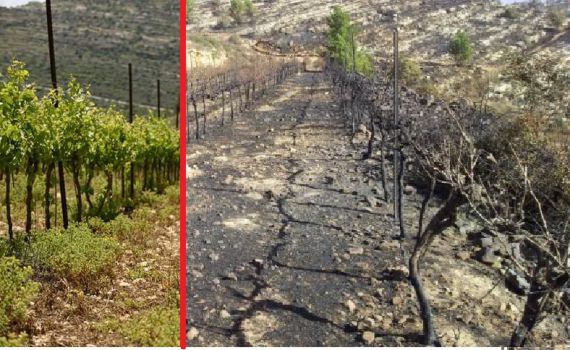 מתגייסים למען הכרם של שלומי כהן מדולב