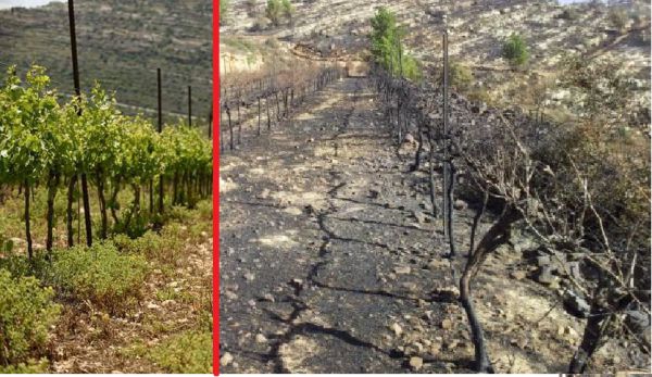 מתגייסים למען הכרם של שלומי כהן מדולב