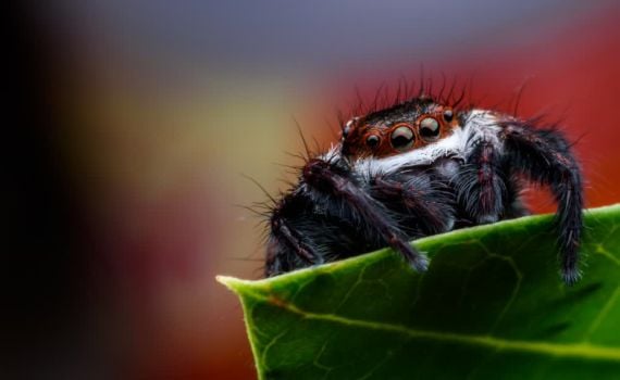 שניים סינים ועכביש גדול: הפחד שהפך למציאה נדירה
