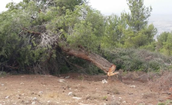 פלסטינים נתפסו על חם כורתים עצים ביער קק"ל