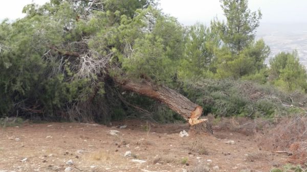 פלסטינים נתפסו על חם כורתים עצים ביער קק"ל