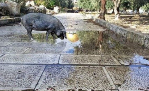 פעיל הר הבית נעצר ונחקר בגלל תמונת פוטושופ