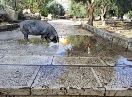 פעיל הר הבית נעצר ונחקר בגלל תמונת פוטושופ