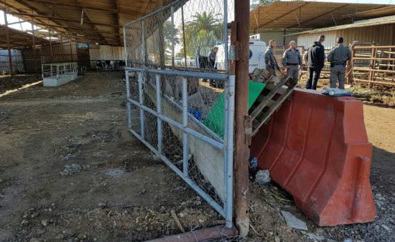 התלונן שגנבו לו 280 כבשים, ונשלח למעצר