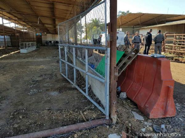 התלונן שגנבו לו 280 כבשים, ונשלח למעצר